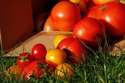Tomatoes Stock Photos