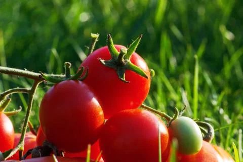 Tomatoes Stock Photos