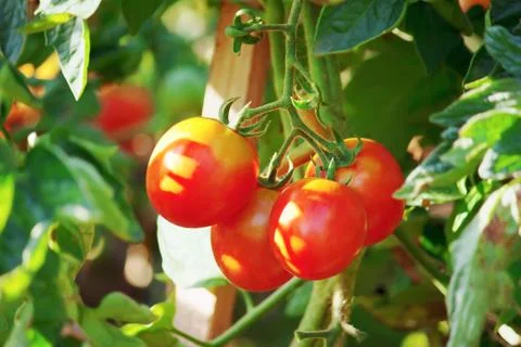 Tomatoes Stock Photos
