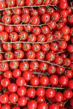 Tomatoes Stock Photos