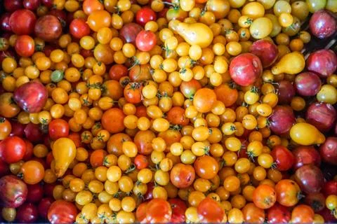 Tomatoes Stock Photos