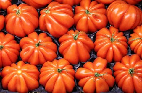 Tomatoes Stock Photos