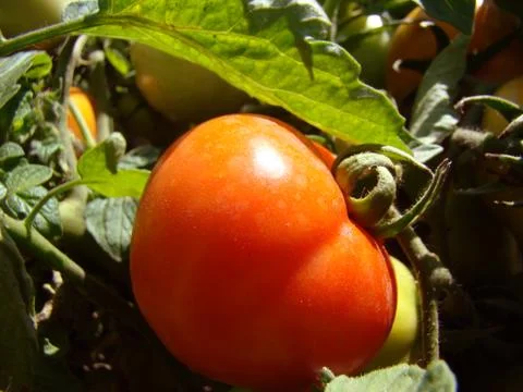 Tomatoes Stock Photos