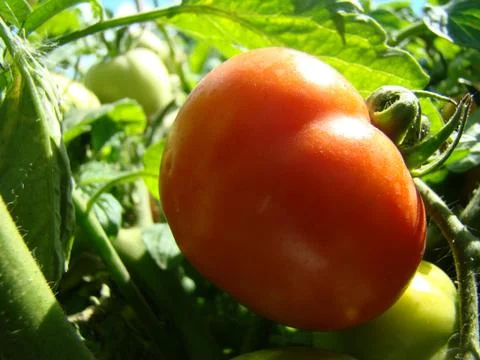 Tomatoes 스톡 사진