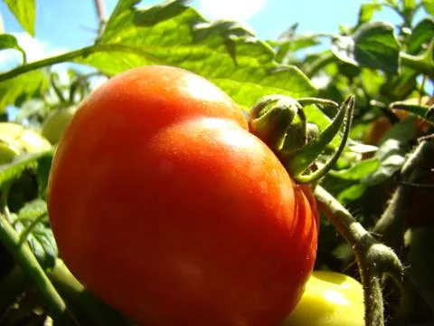 Tomatoes Foto stock