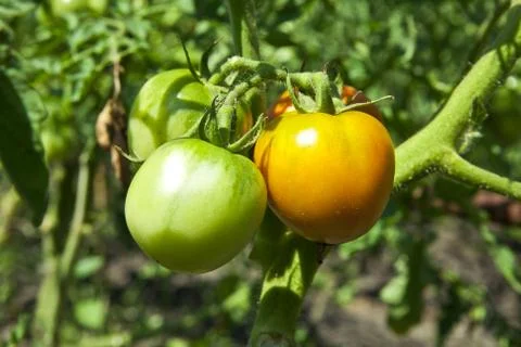Tomatoes Stock Photos