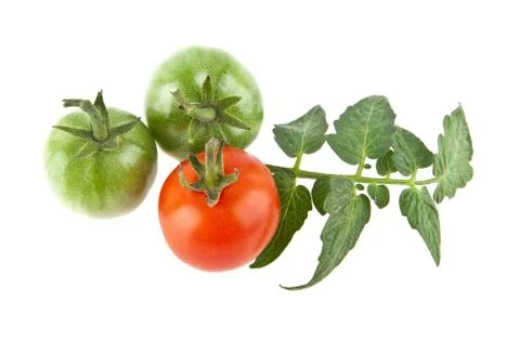 Tomatoes Stock Photos