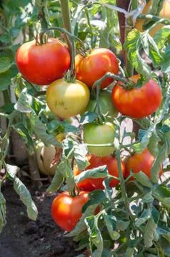 Tomatoes Stock Photos