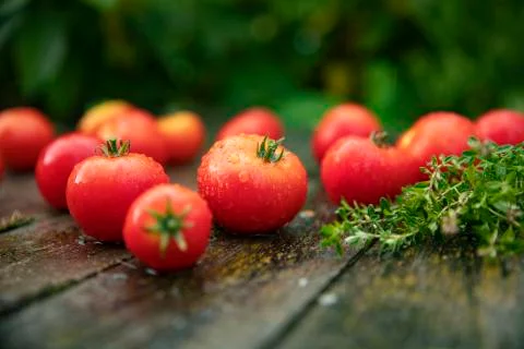 Tomatoes Foto stock