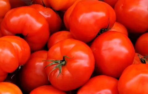 Tomatoes Stock Photos