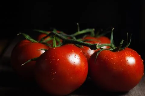 Tomatoes Fotos de archivo