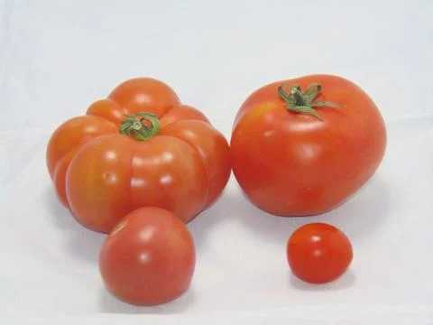 Tomatoes Stock Photos