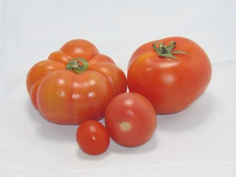 Tomatoes Stock Photos