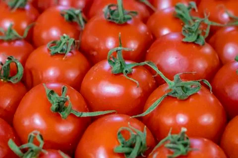 Tomatoes. Stock Photos