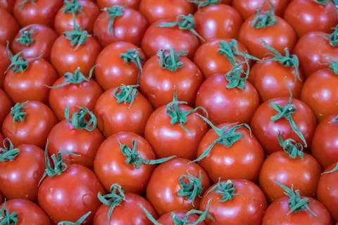 Tomatoes. Stock Photos