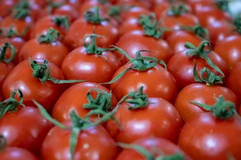 Tomatoes. Stock Photos