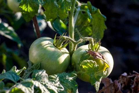 Tomatoes Stock-Fotos