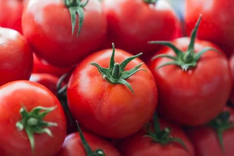 Tomatoes Stock Photos