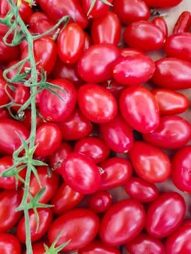 Tomatoes Stock Photos
