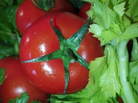 Tomatoes Stock Photos