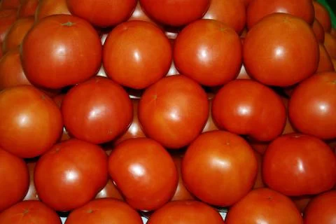 Tomatoes Stock Photos