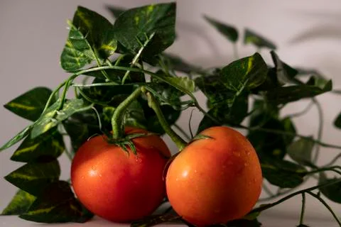 Tomatoes Stock Photos