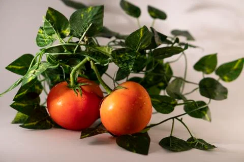 Tomatoes Stock Photos