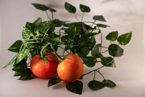Tomatoes Stock Photos