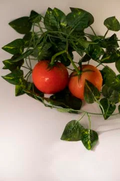 Tomatoes Stock Photos