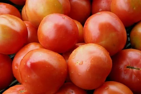 Tomatoes Stock Photos