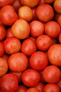 Tomatoes Stock Photos