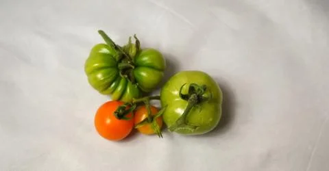 Tomatoes Stock Photos