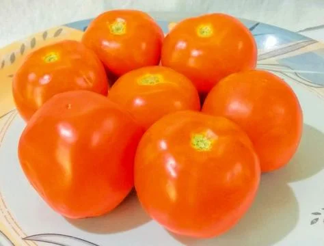 Tomatoes Stock Photos