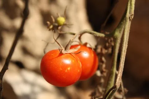 Tomatoes Stock Photos