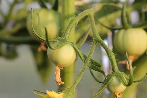 Tomatoes Stock Photos