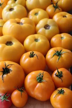 Tomatoes Stock Photos