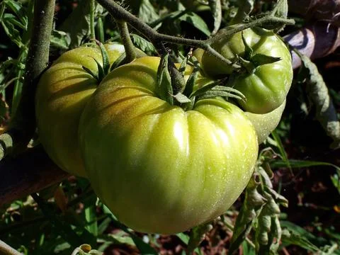 Tomatoes Stock Photos
