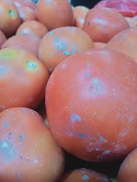 Tomatoes Stock Photos