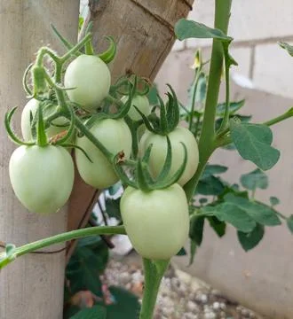 Tomatoes Stock Photos