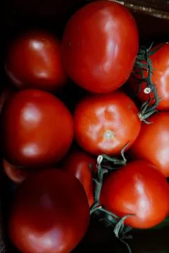 Tomatoes Stock Photos