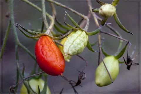 Tomatoes Stock Photos