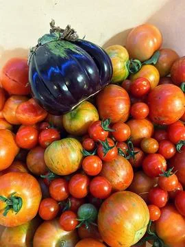 Tomatoes Fotos Stock