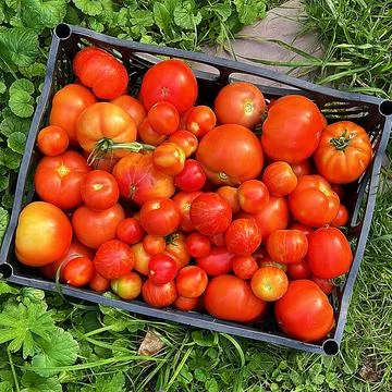 Tomatoes Stock Photos