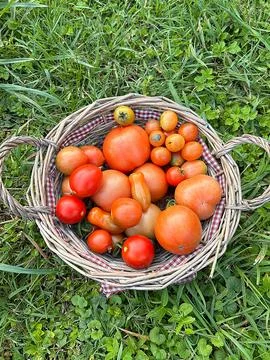 Tomatoes Stock Photos