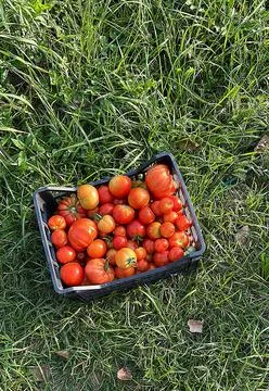 Tomatoes Stock Photos