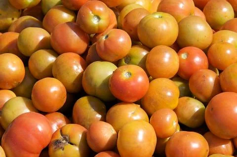 Tomatoes Stock Photos