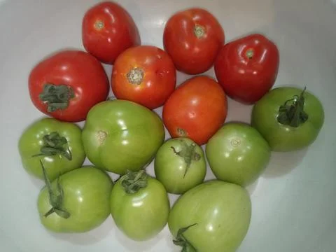 Tomatoes Stock Photos