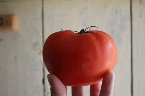 Tomatoes Stock Photos