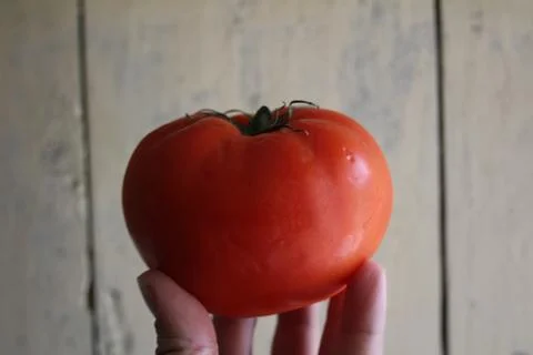 Tomatoes Stock Photos