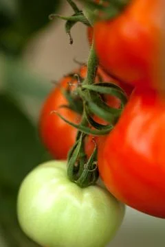 Tomatoes Stock Photos